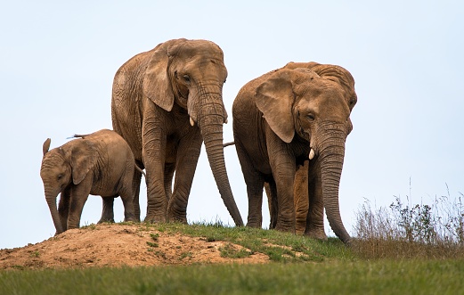 Elephants herd on small hill, elephant family, two female elephants and baby