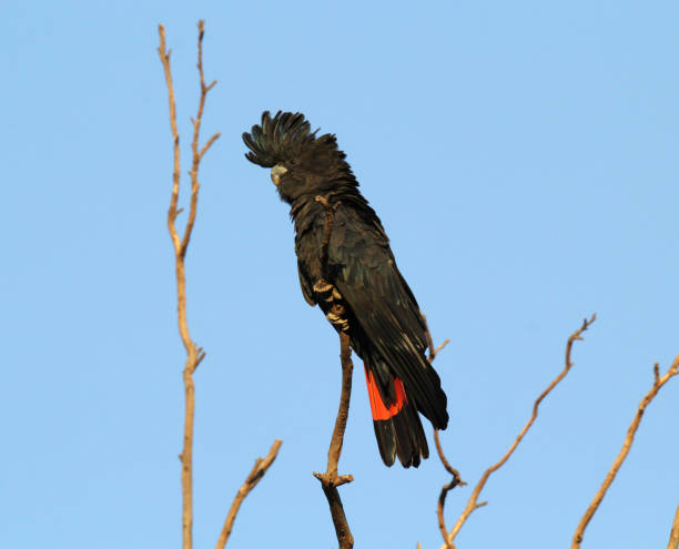 istock Red-tailed black cockatoo parrot bird sitting on a tree branch 1460637470
