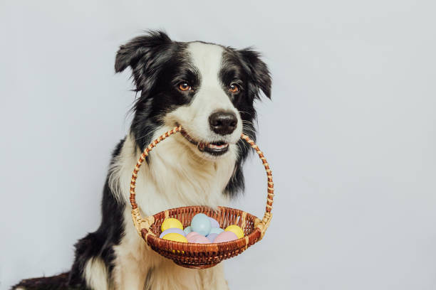 Happy Easter concept. Preparation for holiday. Cute puppy dog border collie holding basket with Easter colorful eggs in mouth isolated on white background. Spring greeting card. Happy Easter concept. Preparation for holiday. Cute puppy dog border collie holding basket with Easter colorful eggs in mouth isolated on white background. Spring greeting card breed eggs stock pictures, royalty-free photos & images