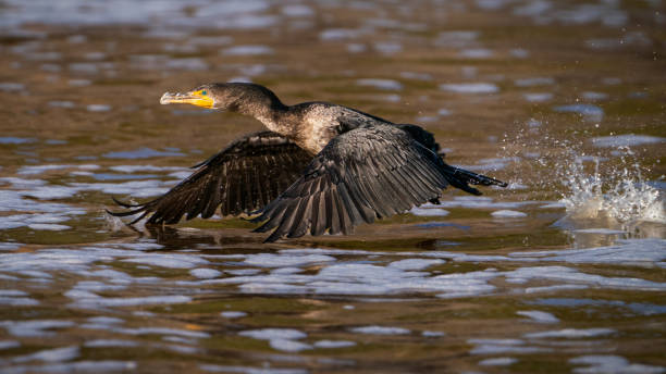 doppelhaubenkormoran fliegt - palmetto stock-fotos und bilder