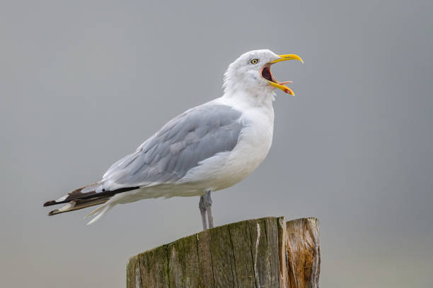 istock Herring Gull with Mouth Wide Open on Old Wooden Post 1460638853