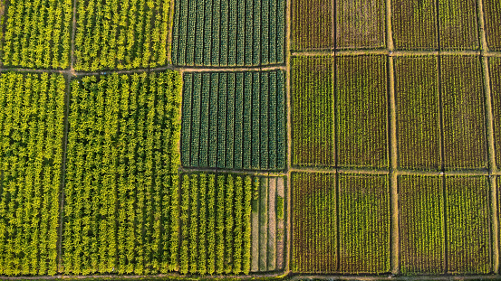 Aerial view of fields and agricultural parcels. Agricultural landscape: rows of plants growing in vast fields with dark fertile soil leading to the horizon.