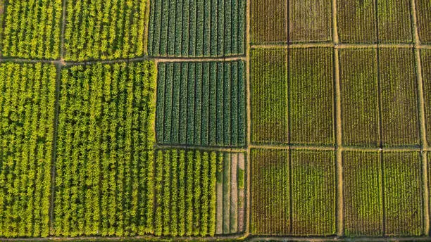 Photo of Aerial view of fields and agricultural parcels. Agricultural landscape: rows of plants growing in vast fields with dark fertile soil leading to the horizon.