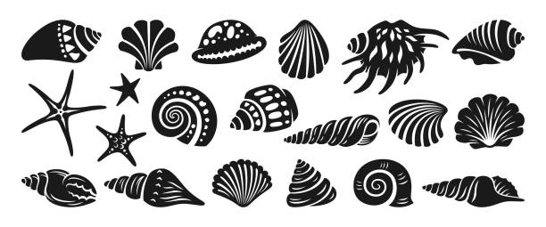 ilustrações de stock, clip art, desenhos animados e ícones de sea shell sink engraving monochrome set ocean exotic underwater conch aquatic mollusk ink collection - etching starfish engraving engraved image