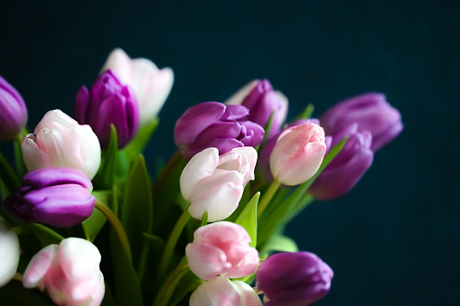 Pink and purple tulip flowers