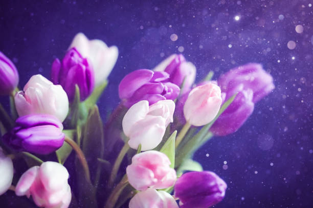 istock Purple pink tulips 1460641001