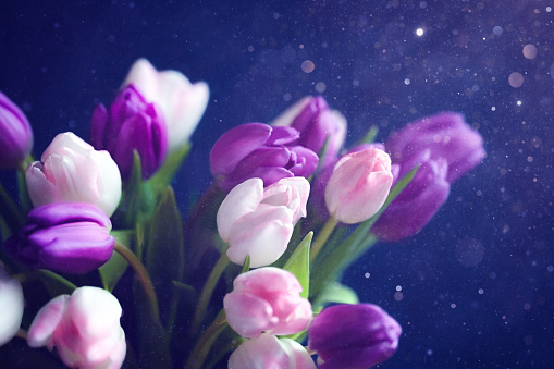 Pink and purple tulips with majestic purple background