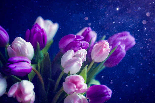 istock Purple tulip flowers 1460641004