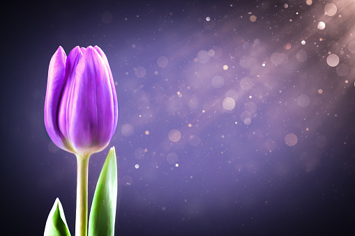Purple tulip flower with copy space and majestic light