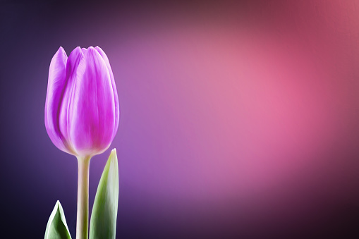 Studio Shot of Purple Colored Tulip Flowers Isolated on White Background. Large Depth of Field (DOF). Macro. National Flower of The Netherlands, Turkey and Hungary.