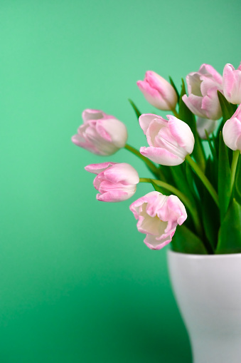 Pink tulip flowers with green background