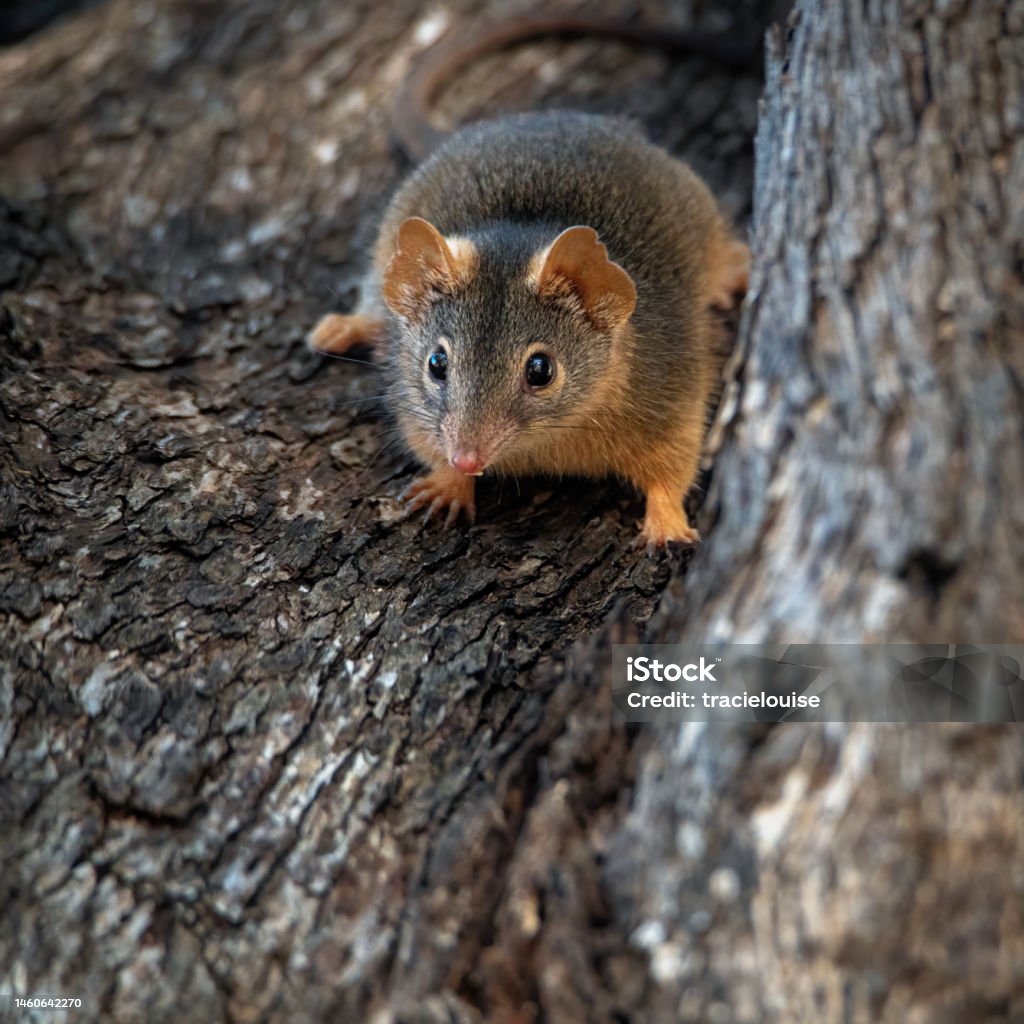 Yellow-footed antechinus (Antechinus flavipes) Yellow-footed antechinus in the Central Victorian bushland Animal Stock Photo