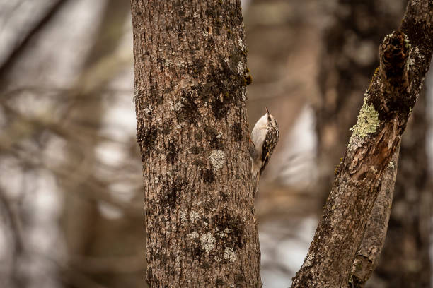 brown creeper sube por el tronco de un árbol - agateador americano fotos fotografías e imágenes de stock