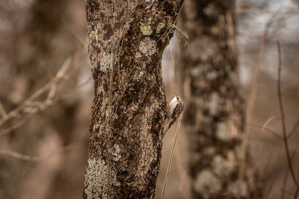 brown creeper sube por el tronco de un árbol - agateador americano fotos fotografías e imágenes de stock