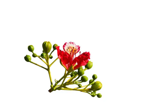 Red blooming flower and buds of Royal Poinciana tropical tree, other names include Delonix Regia and Flamboyant, isolated on white background