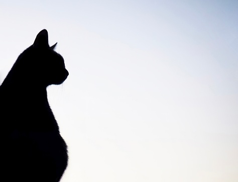 silhouetted cat staring a night sky with falling stars and moon