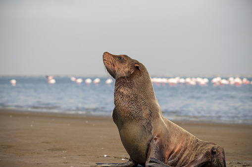 Lonely brown fur seal sits on the ocean on a sunny morning