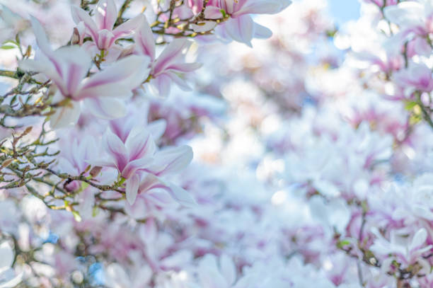 Pink Magnolia Tree with Blooming Flowers during Springtime stock photo