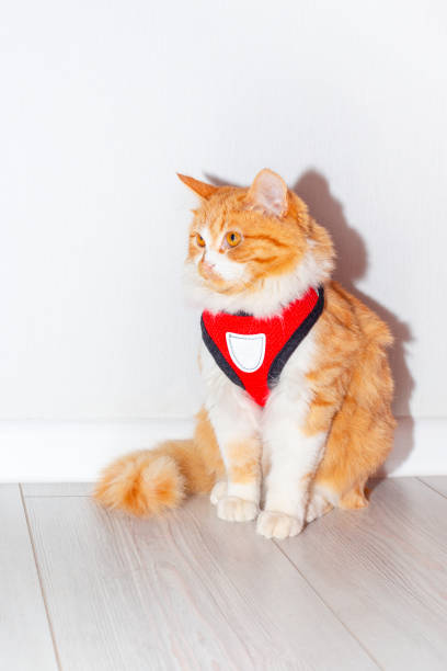 istock Young cat with a red harness on a light background. Accessory for walking animals 1460646908