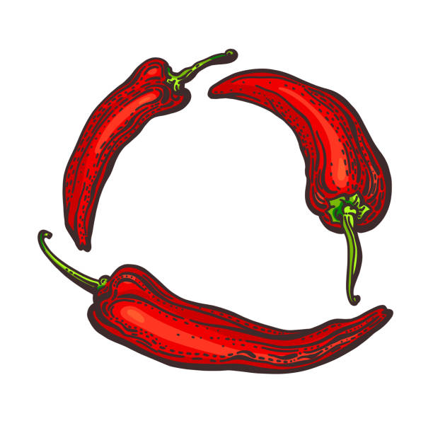 Red pepper chilli. Vector set in circle. Hot spice Red pepper chilli. Vector set in circle. Hot spice. Farm organic paprika. Frame isolated on white background chili pepper border stock illustrations