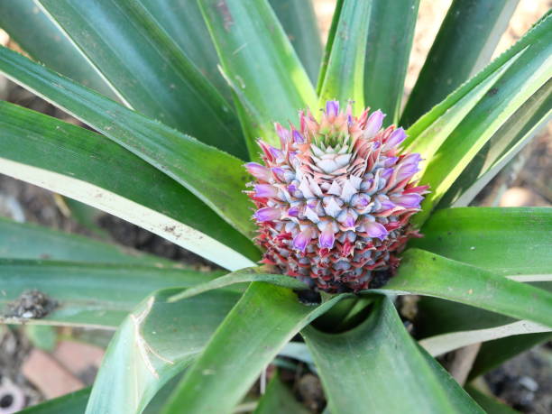 istock Pineapple blossom with green leaves in background 1460650333