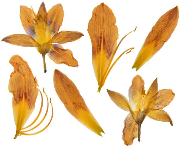Pressed and dried orange flower day lily isolated on white background. For use in scrapbooking, floristry or herbarium.