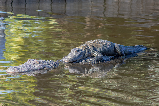 A baby alligator swims across a river on its mother's back