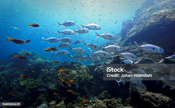 Underwater Photo Of Shoal Of Trevally Fish Stock Photo - Download Image Now - Bigeye Trevally, Blue Corner, Animal