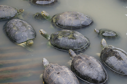 A flock of turtles in the swamp are gathering   

  ^^  Thailand's freshwater turtles , 10 turtles