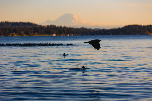 Birds and Mount Rainier in the background at Lake Washington in Seattle. Shot in January 2023