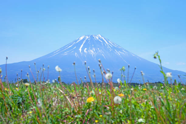 il monte fuji visto dall'altopiano di asagiri a fujinomiya, shizuoka, giappone. - dandelion snow immagine foto e immagini stock
