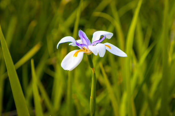 African Iris Dietes Bicolor flower in full bloom