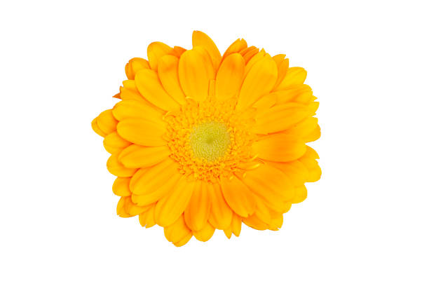 istock Yellow daisy flower isolated on white background 1460658805