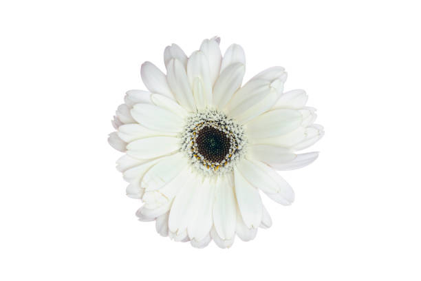 istock White gerbera flower isolated on a white background 1460658820