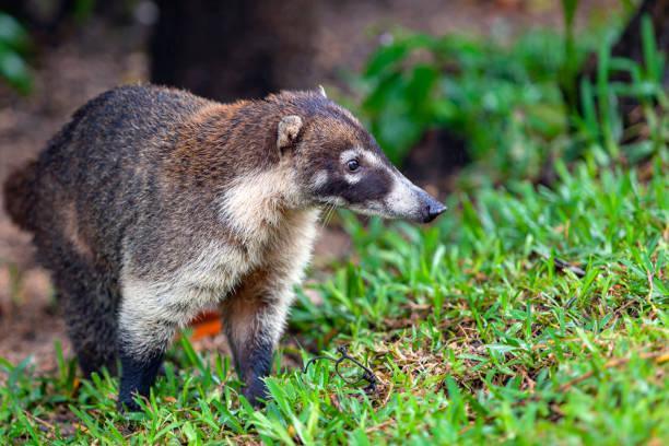 istock White-nosed coati  Yucatan Peninsula 1460658850