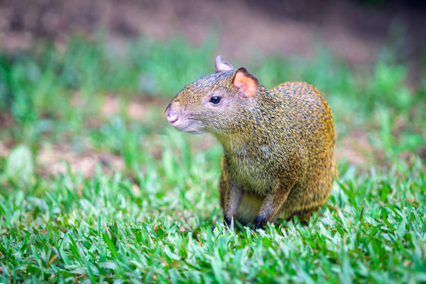 A Central American Agouti (Dasyprocta punctata) walking in grass,  Mexico the Yucatan Peninsula The agouti  or common agouti is any of several rodent species of the genus Dasyprocta. They are native to Middle America, northern and central South America, and the southern Lesser Antilles dasyprocta stock pictures, royalty-free photos & images