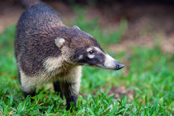 istock White-nosed coati  Yucatan Peninsula 1460658858