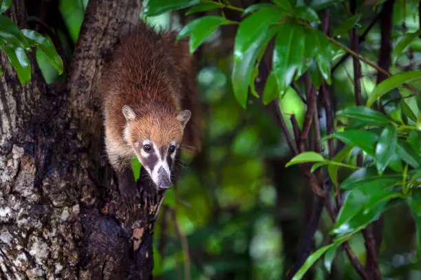 Photo of White-nosed coati  Yucatan Peninsula