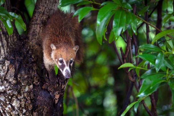 quati de nariz branco península de yucatán - coati - fotografias e filmes do acervo