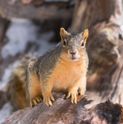 A fox squirrel enjoys the morning on a weathered log.