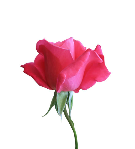 Close up pink-red rose flowers isolated on white background. The side of rose flower.
