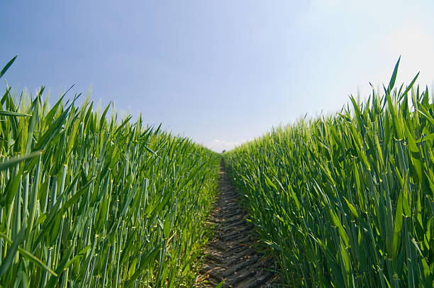 istock Green grass and a tractors trace 146066120