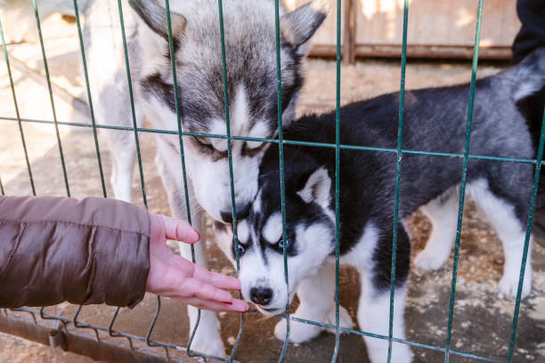 hunde in einem tierheim warten darauf, adoptiert zu werden. husky hinter dem käfig im zwinger - animal captivity building stock-fotos und bilder