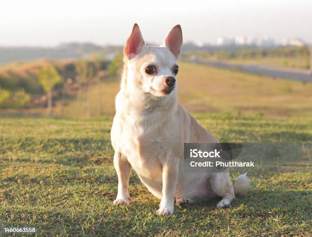 Brown Short Hair Chihuahua Dog Sitting On Green Grass Outdoor Curiouse And Excited Expression Looking Stock Photo - Download Image Now