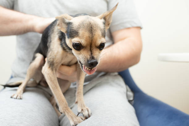 istock small dog does not allow himself to be stroked, pet bites, nervous little animals 1460664012