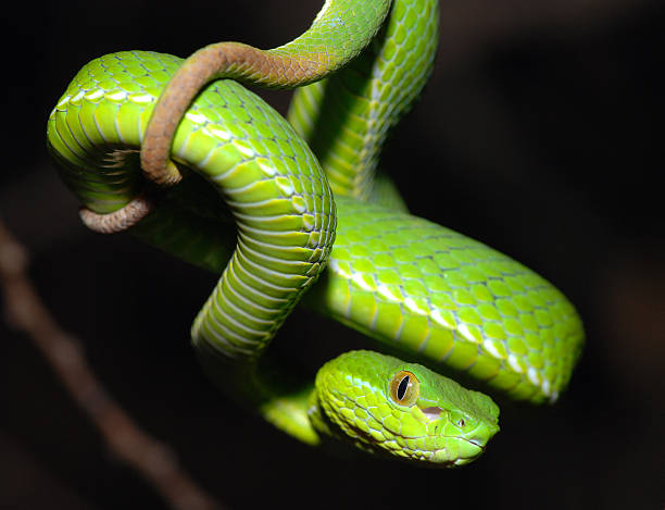 Taiwan bamboo viper stock photo