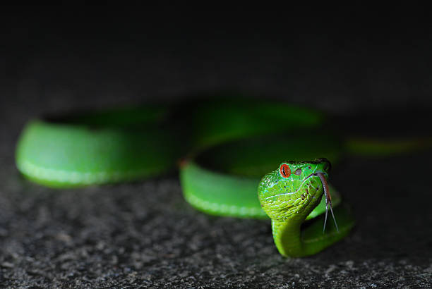 Taiwan Bamboo Viper stock photo