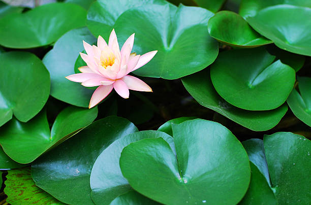 Beautiful lotus around with green leaf stock photo