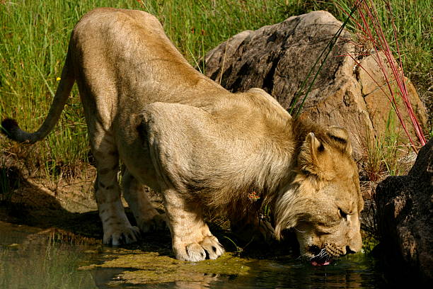 Sub-Adult Male Lion Drinking stock photo