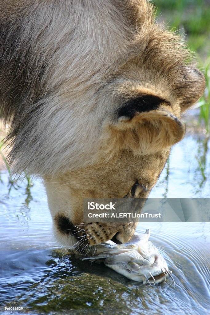 Leone e il pesce - Foto stock royalty-free di Acqua
